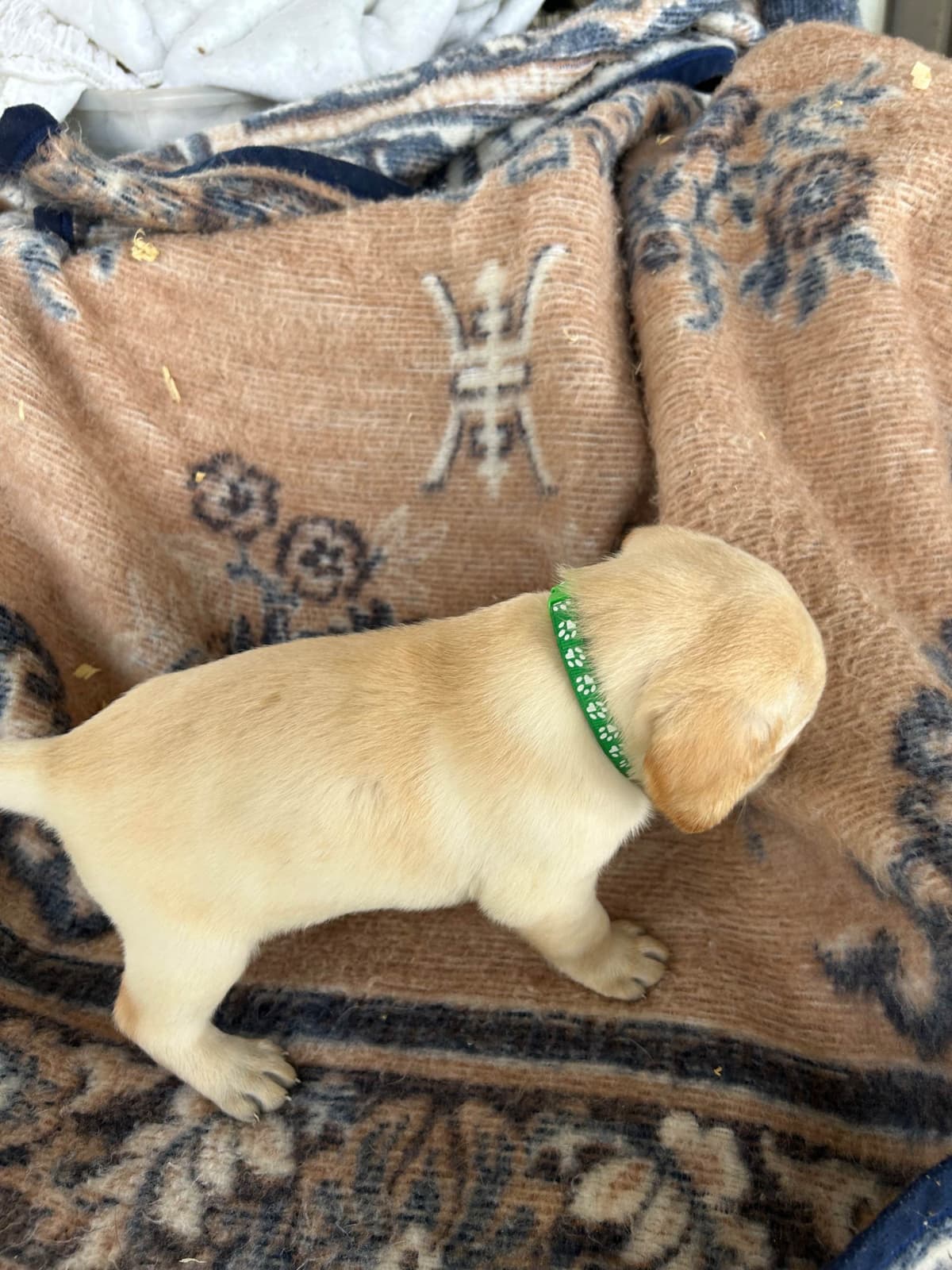 Labrador Retriever Puppies breeder image 5