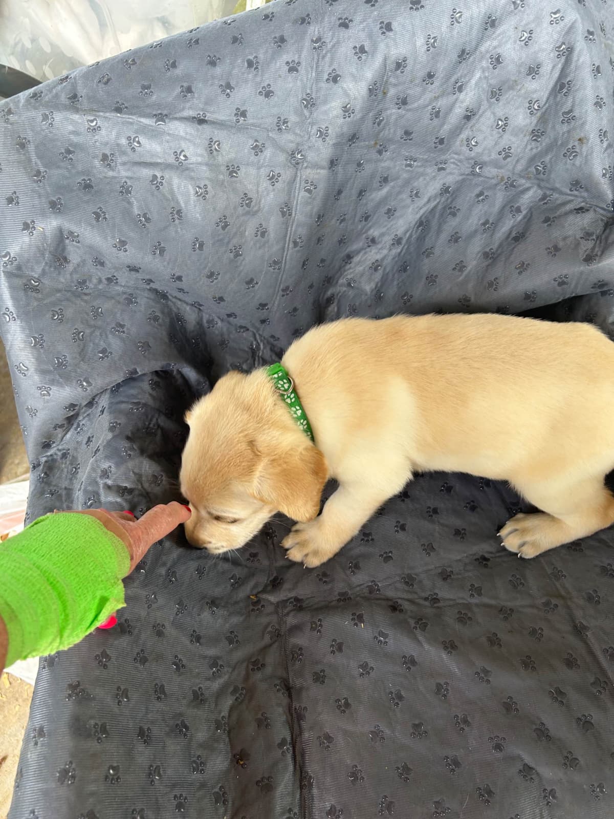 Labrador Retriever Puppies breeder image 4