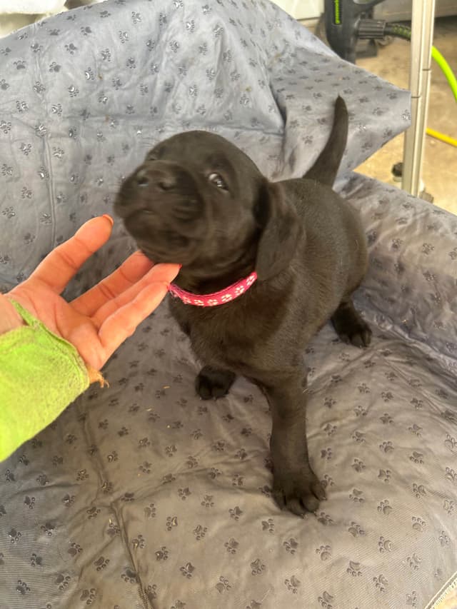 Labrador Retriever Puppies media 5