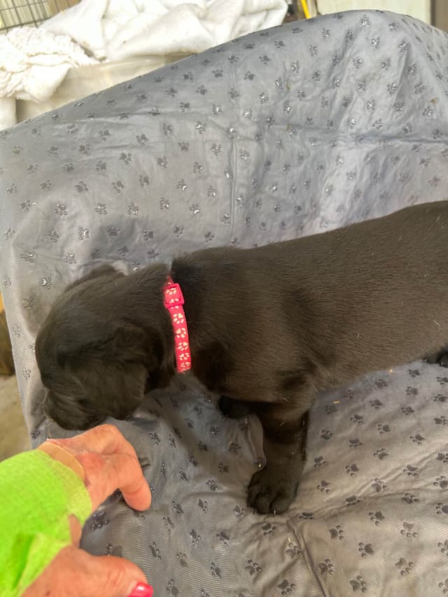 Labrador Retriever Puppies media 6