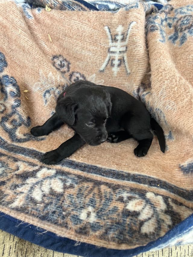 Labrador Retriever Puppies media 7