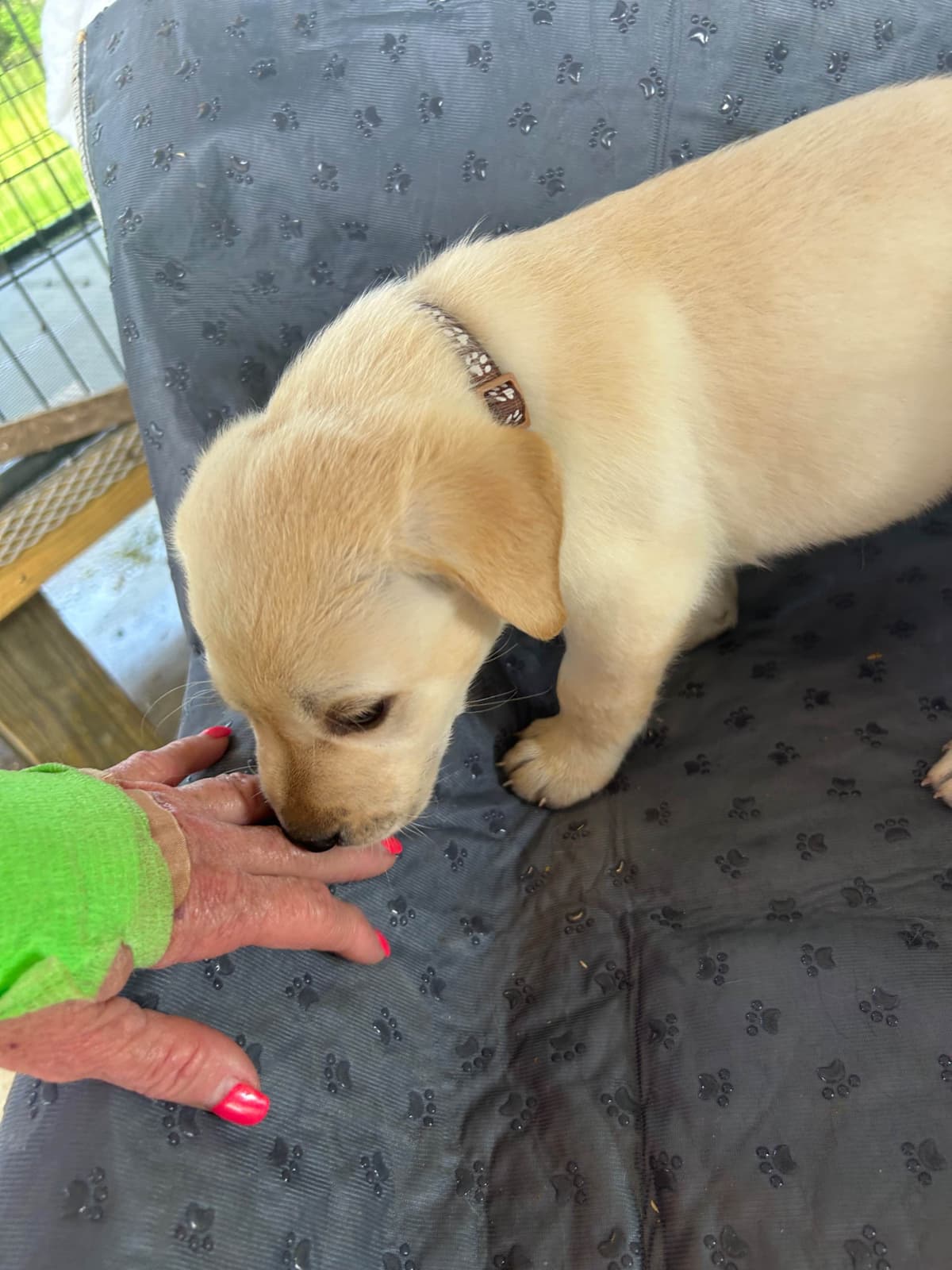 Labrador Retriever Puppies breeder image 6