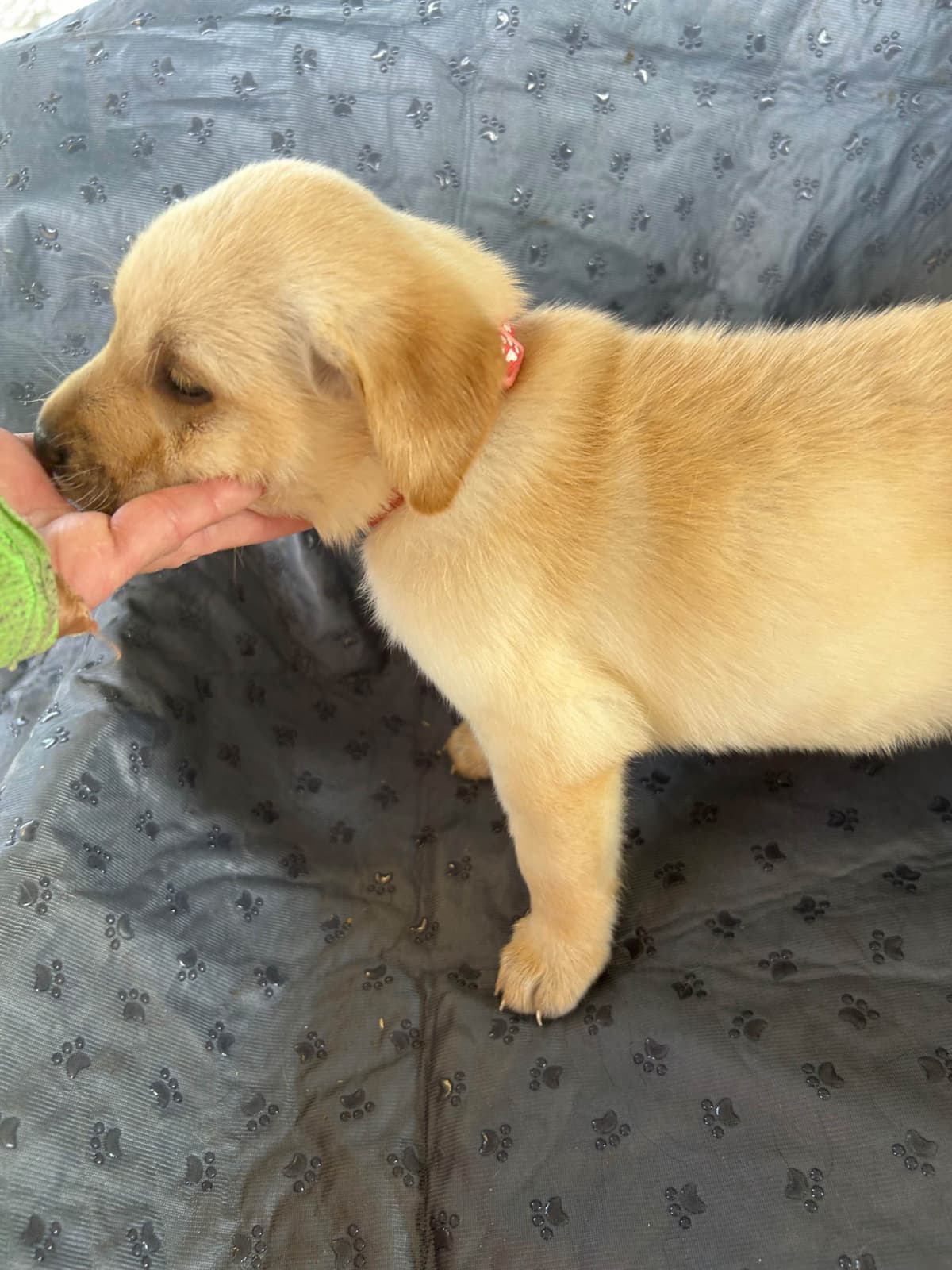 Labrador Retriever Puppies breeder image 8