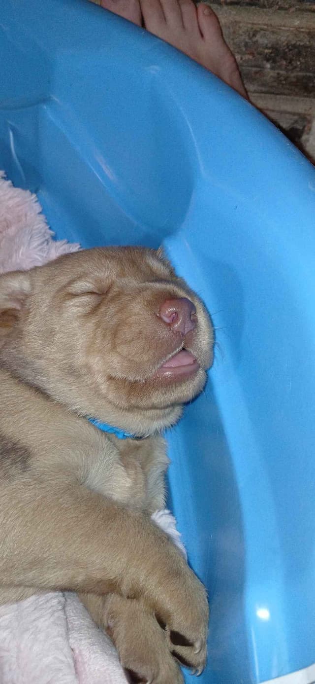 Labrador Retriever Puppies media 2
