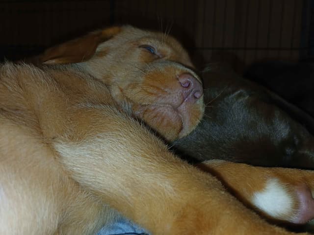 Labrador Retriever Puppies media 3