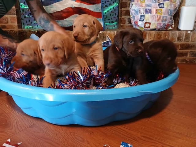 Labrador Retriever Puppies media 4