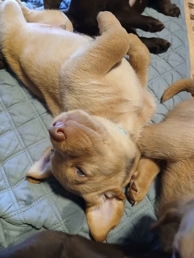 Labrador Retriever Puppies media 5