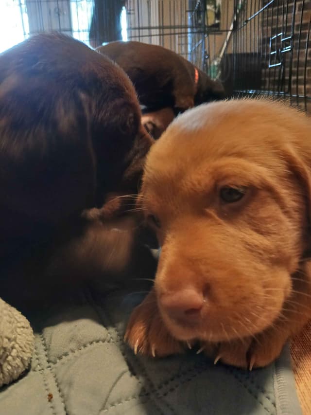 Labrador Retriever Puppies media 6