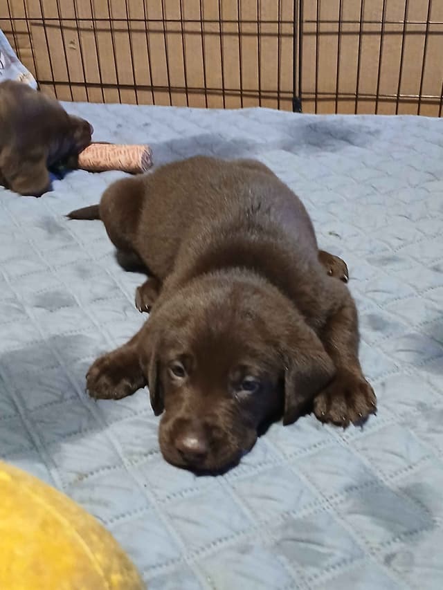 Labrador Retriever Puppies media 7