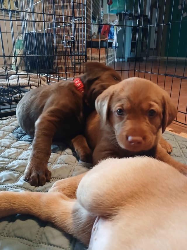 Labrador Retriever Puppies media 8