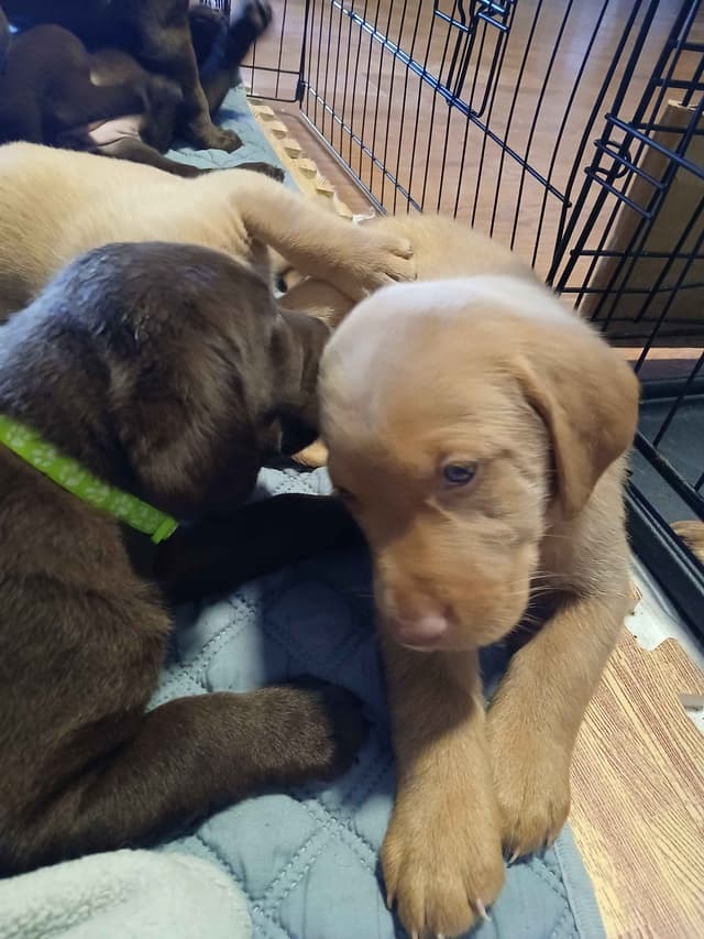 Labrador Retriever Puppies media 10