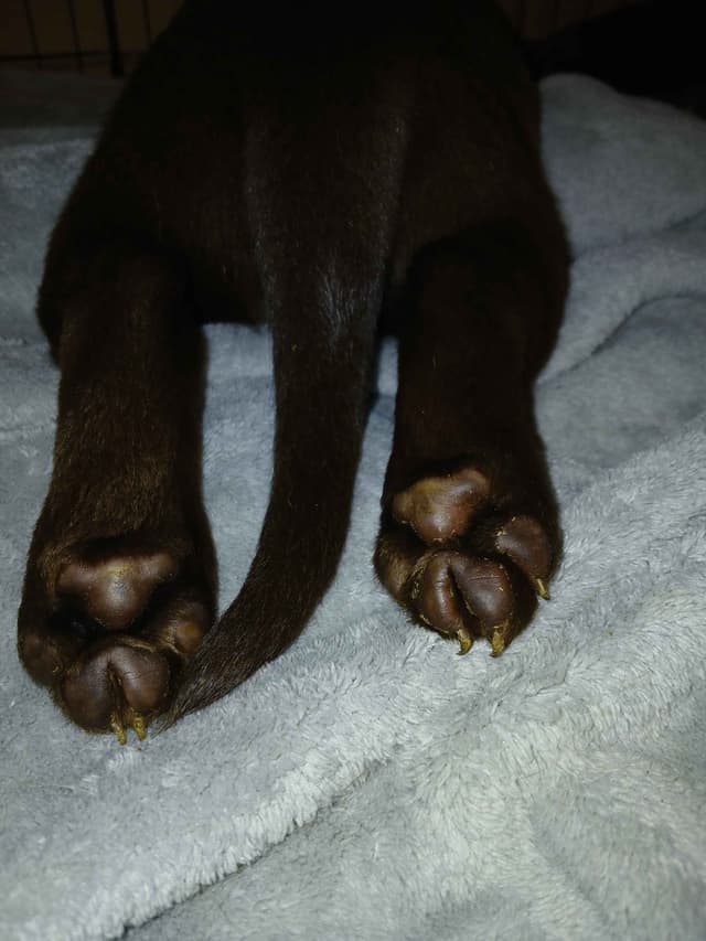 Labrador Retriever Puppies media 9