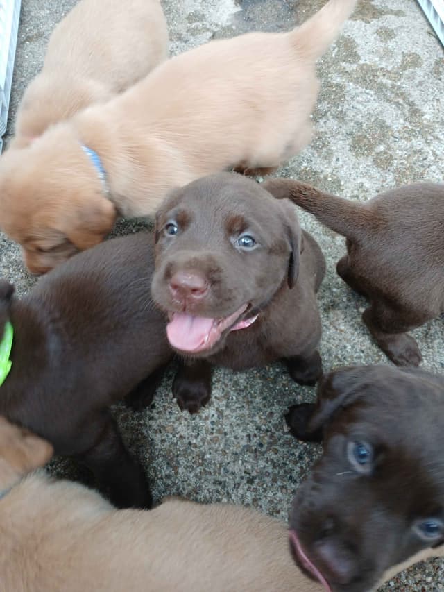 Labrador Retriever Puppies media 11