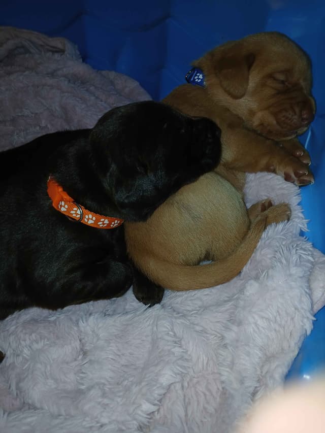 Labrador Retriever Puppies media 12