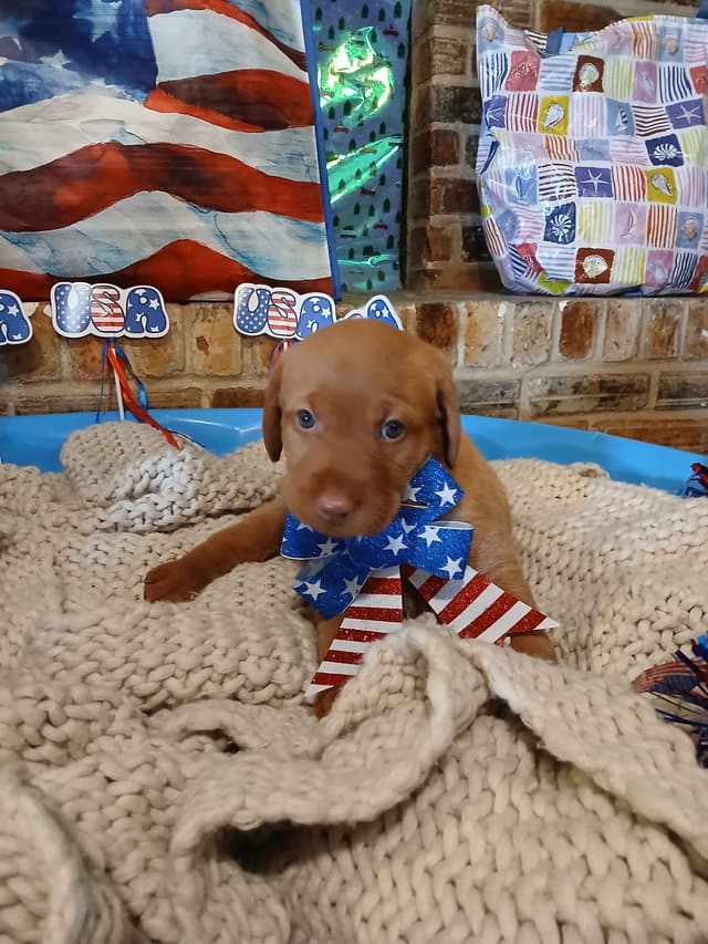 Labrador Retriever Puppies media 14