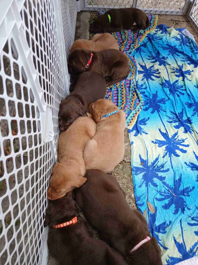 Labrador Retriever Puppies media 15