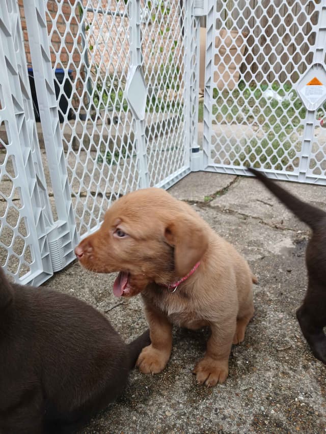 Labrador Retriever Puppies media 16