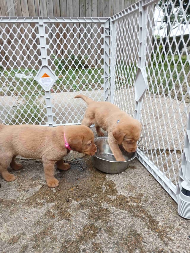 Labrador Retriever Puppies media 17