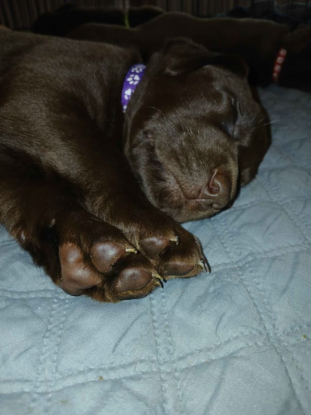 Labrador Retriever Puppies media 19