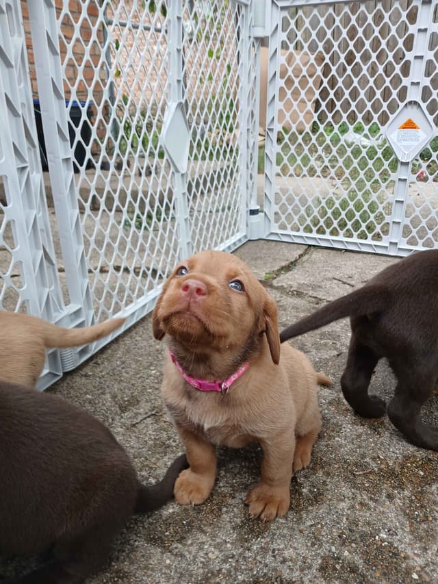 Labrador Retriever Puppies media 18