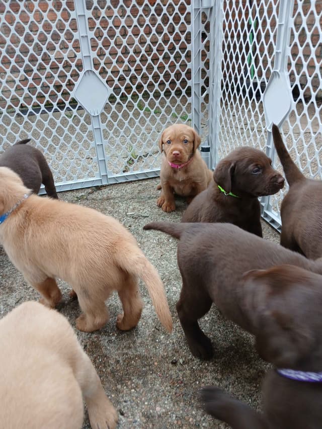Labrador Retriever Puppies media 21