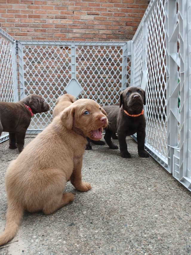 Labrador Retriever Puppies media 22