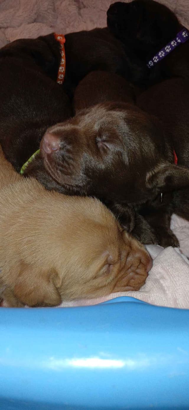 Labrador Retriever Puppies media 23