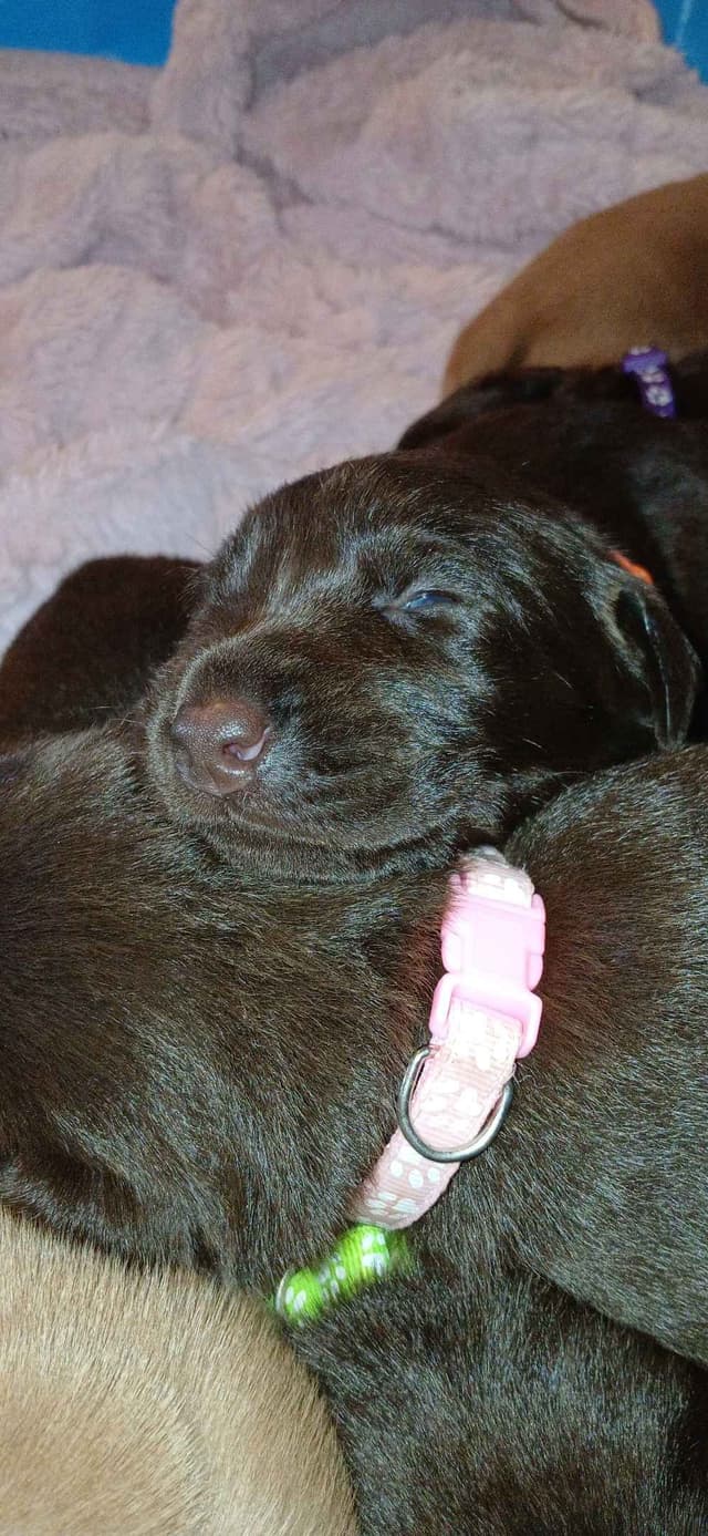 Labrador Retriever Puppies media 24