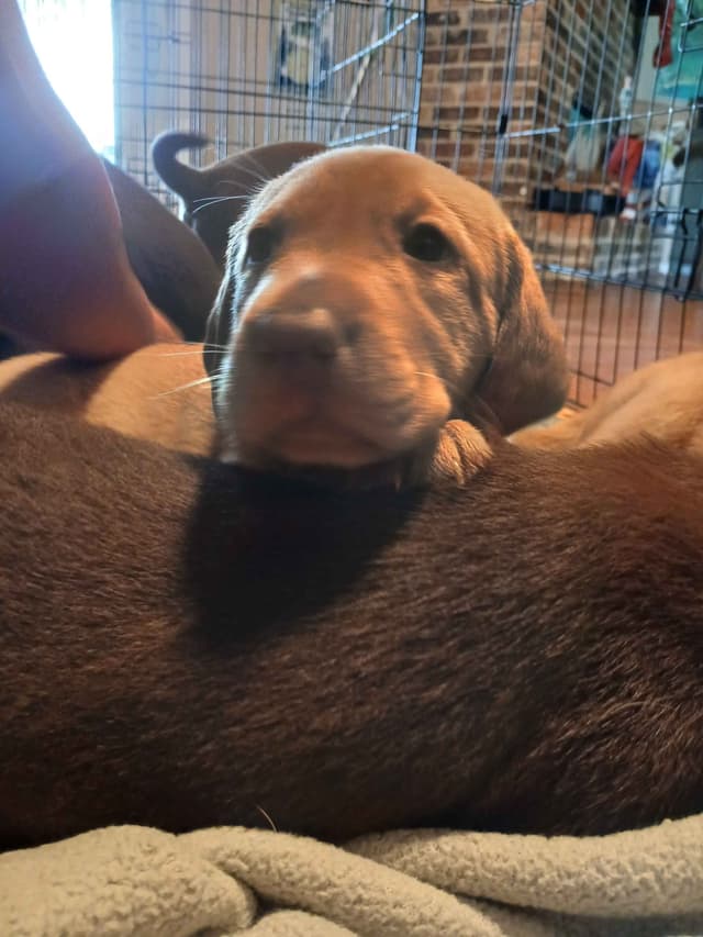 Labrador Retriever Puppies media 25