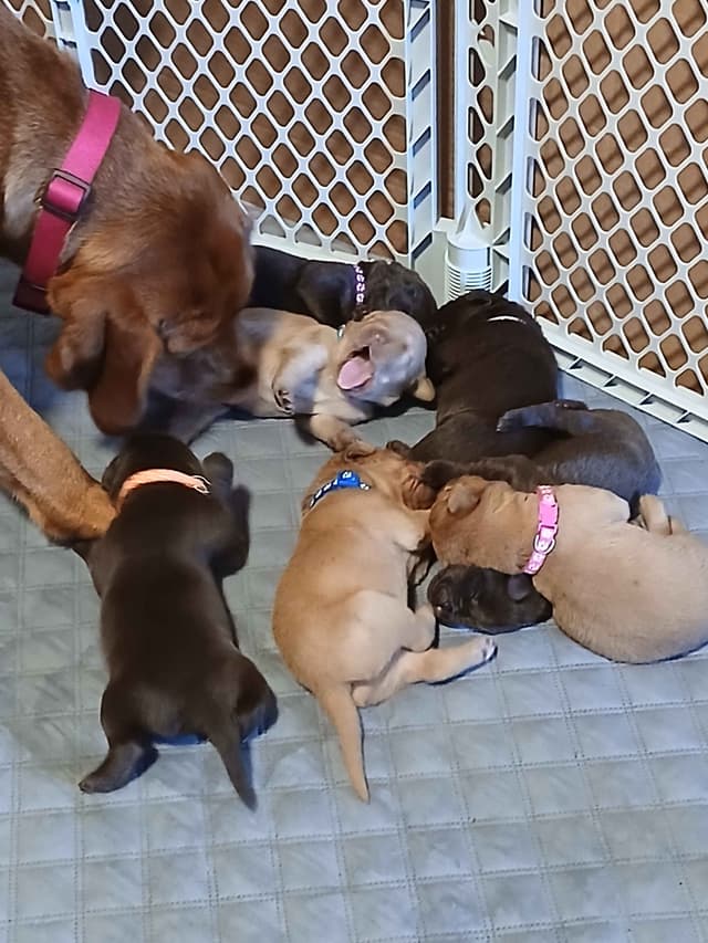 Labrador Retriever Puppies media 26