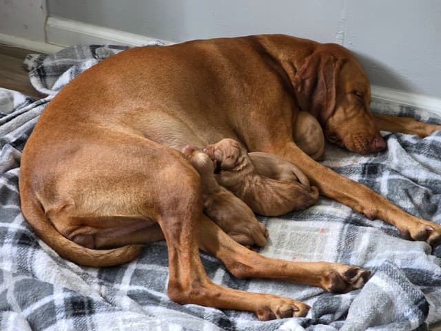 Vizsla Puppies media 2