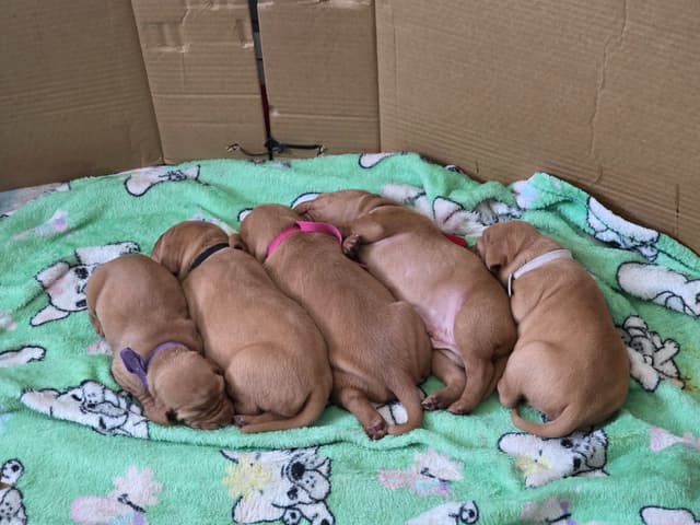 Vizsla Puppies media 3