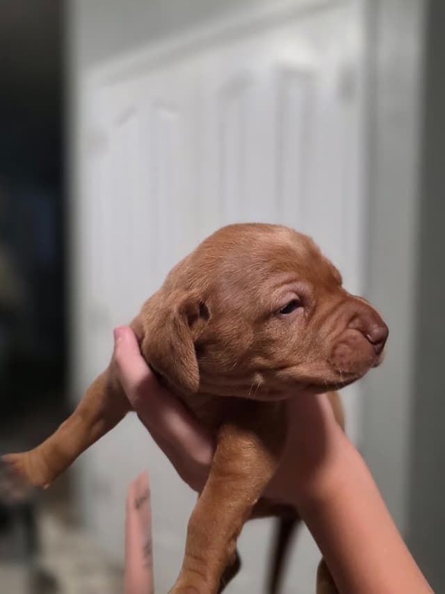 Vizsla Puppies media 4