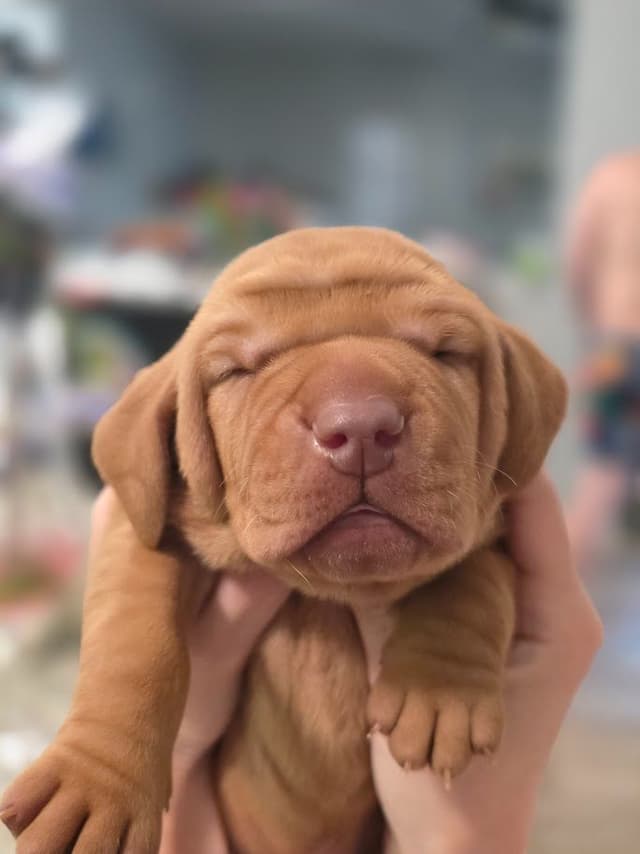 Vizsla Puppies media 5