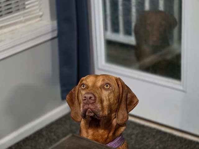 Vizsla Puppies media 7