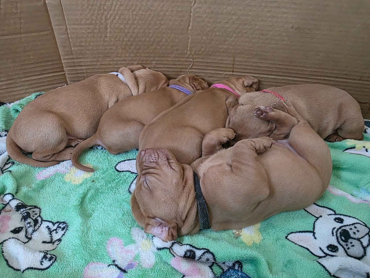 Vizsla Puppies breeder image 1