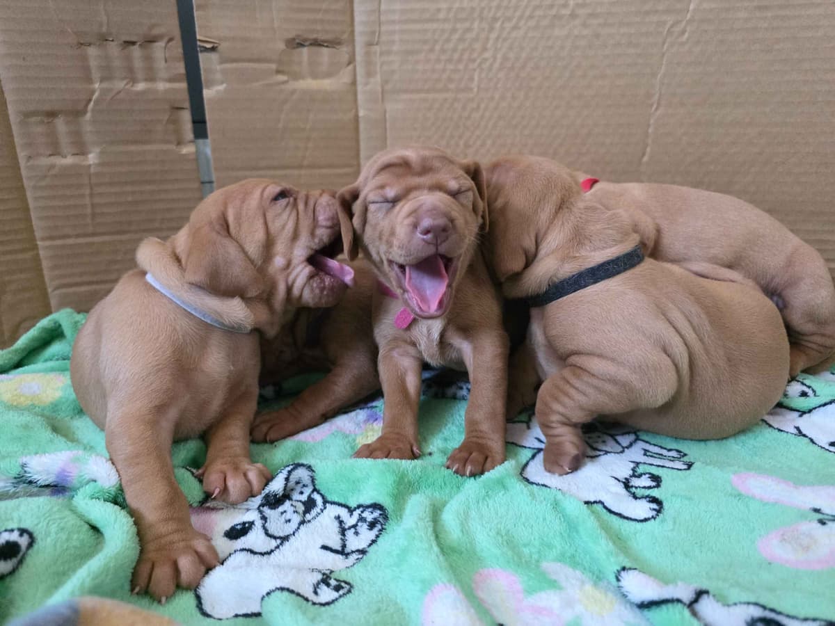 Vizsla Puppies breeder image 4