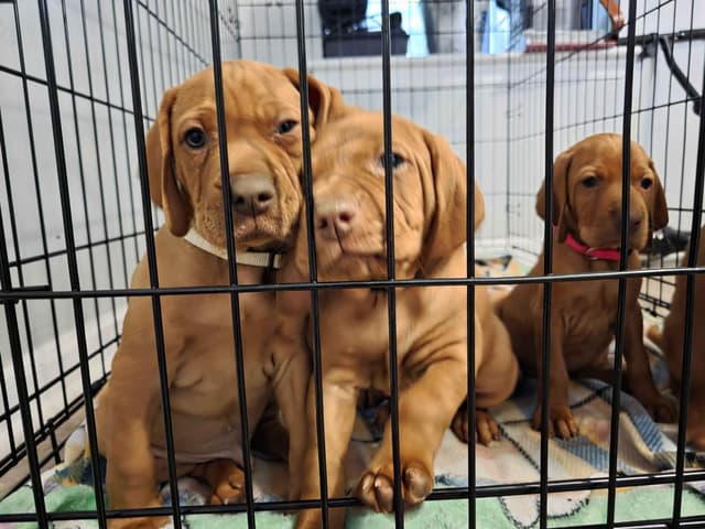 Vizsla Puppies media 9