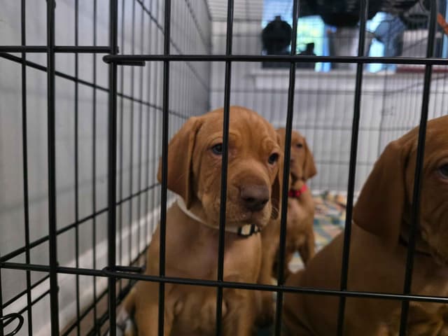 Vizsla Puppies media 10