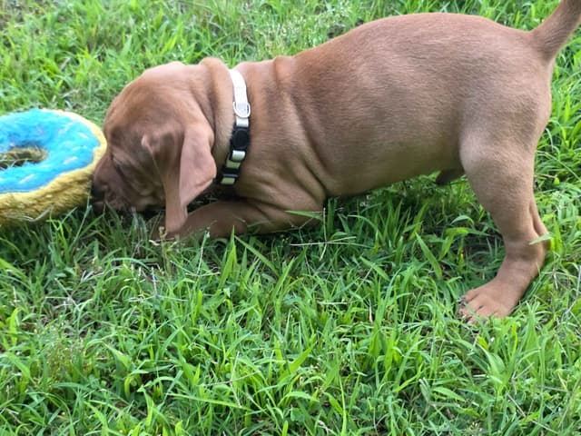 Vizsla Puppies media 12