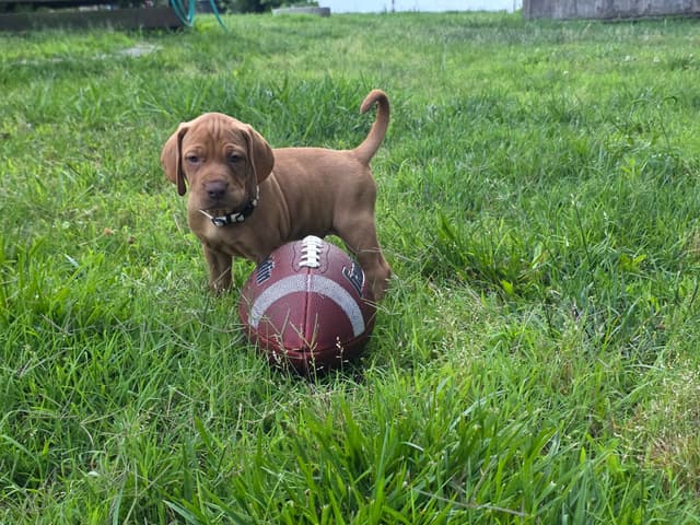 Vizsla Puppies media 14