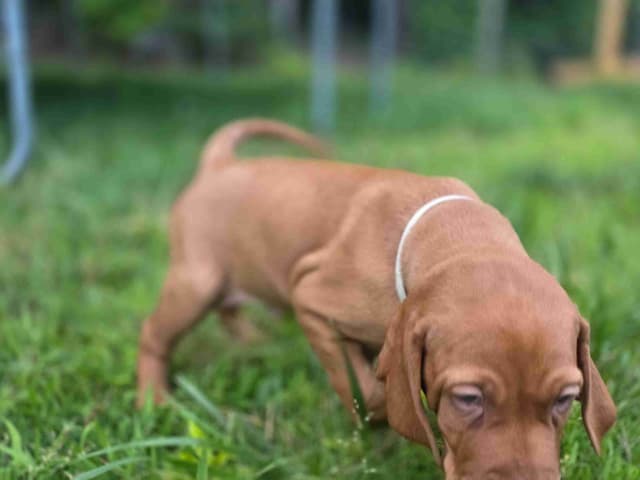 Vizsla Puppies media 15