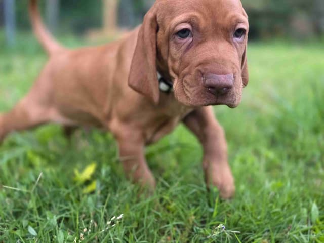 Vizsla Puppies media 16