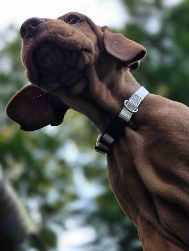 Vizsla Puppies media 17