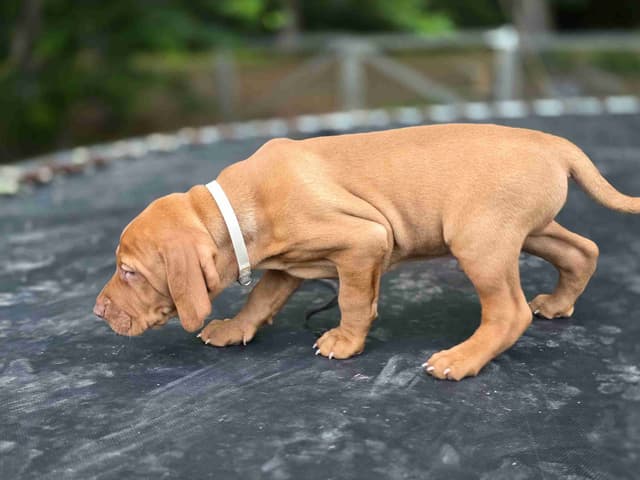 Vizsla Puppies media 18