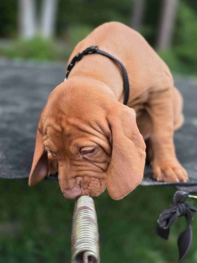 Vizsla Puppies media 19