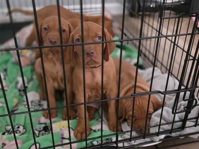 Vizsla Puppies media 21