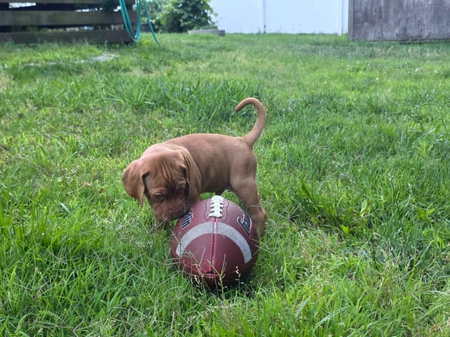 Vizsla Puppies media 22