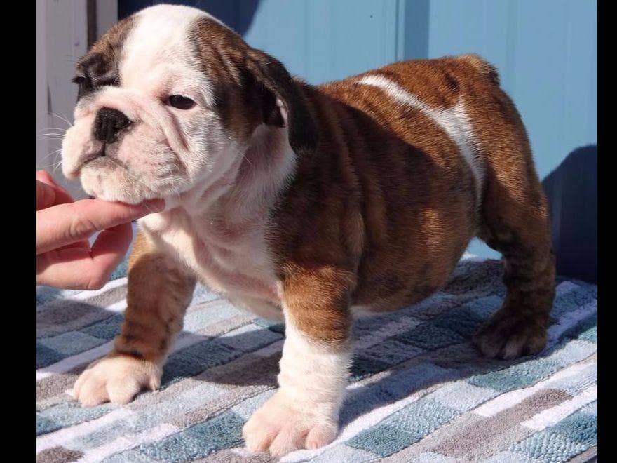 GORGEOUS ENGLISH BULLDOG PUPPIES breeder image 15