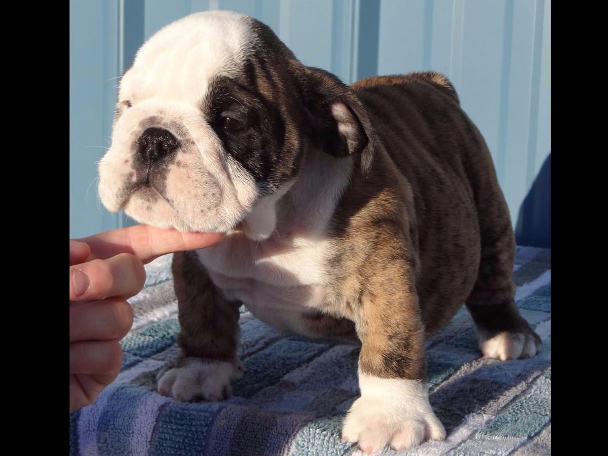 GORGEOUS ENGLISH BULLDOG PUPPIES breeder image 16